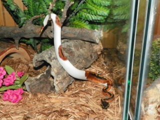 male and female piebald pythons available for sale