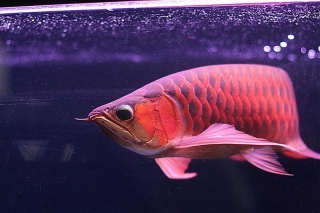  Best Quality Super red and many others arowanas fish for sale