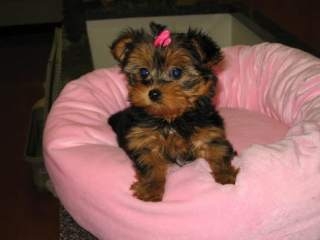 Akc Registered Cute Male/ Females Yorkie Available