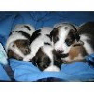 Pure jack russell pups for sale 