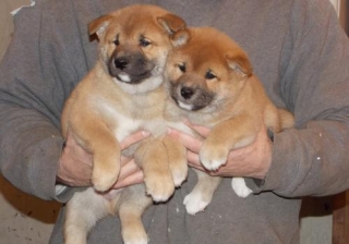 Akc Swin  Shiba Inu Puppies For Sale 