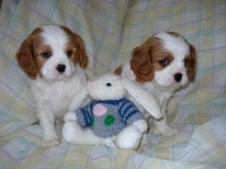 Intelligent Cavalier King Charles Puppies Now Available for the lovely Family