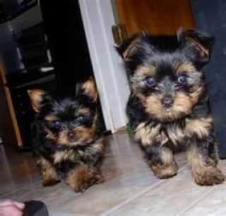 Adorable Male and Female Teacup Yorkie 