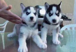 Male and Female Siberian Husky puppies