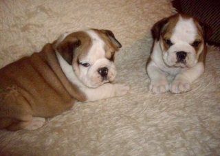 Fawn and White English Bull Dog Puppies Available