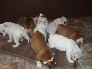 English bulldog puppies for sale in Columbia, SC
