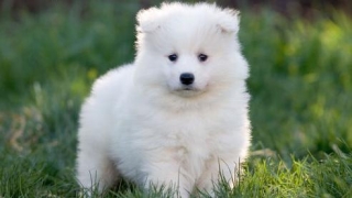 samoyed puppies for sale