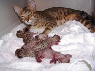 Savannah Kittens Available For Sale.