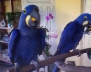 Breeding pair Hyacinth, blue and gold macaws for sale