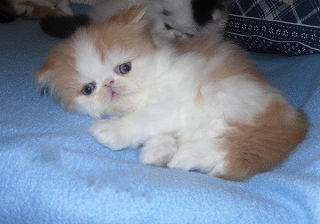 Nice Persian kittens