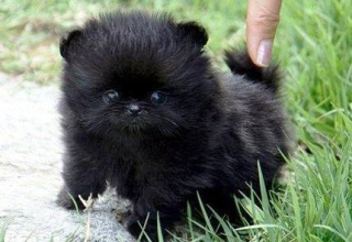 ~ Micro Teacup White Male Pom Available.231 462-5412