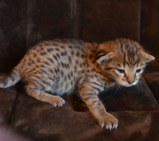   Savannah Kittens for sale.
