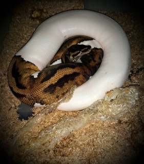 2 Pied ball pythons,Male and Female 