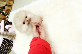 ~ Amazing Lil Micro Teacup Male RARE COLOR Light Cream Chocolate Sable Pom Available!803 764-8778