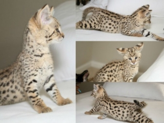 Cute And Adorable F1 Savannah Kittens For Sale