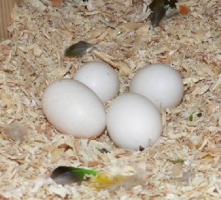 Parrots And Fertile Parrot Eggs For Sale