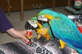 Beautiful Blue and Gold Macaws