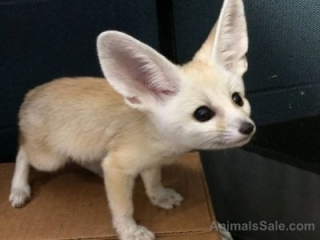 Babies Male and Female Adorable Fennec Foxes