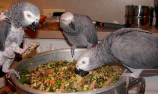 Baby African Grey Parrots Ready 