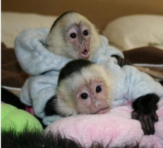  $450 WHITE FACE CAPUCHIN BABIES FOR YOUR HOME RIGHT NOW.