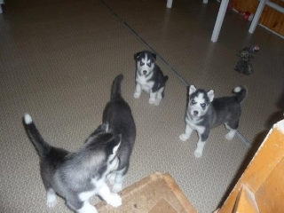 Two Siberian puppies available