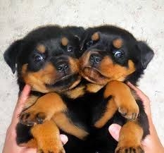ROTTWEILER PUPPIES FOR NEW HOMES THEY ARE FOR FREE