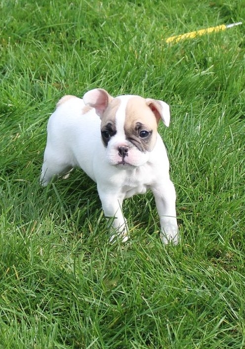 French bulldog puppies and well trained English bulldog puppies 