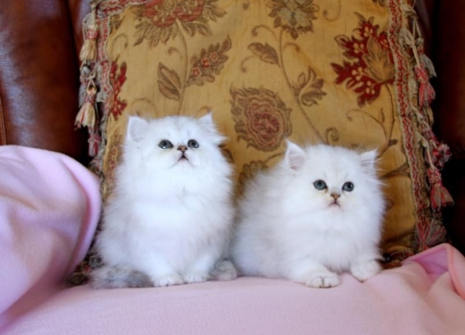 Male and Female Persian Kittens Available