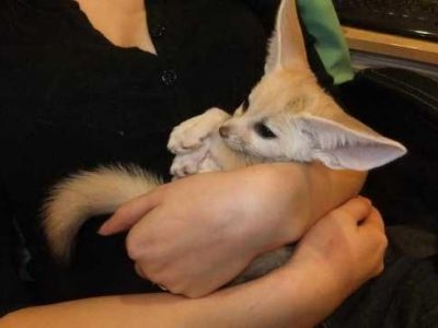 Trained Houshold pets Male and female fennec fox kits for sale-443-377-3417