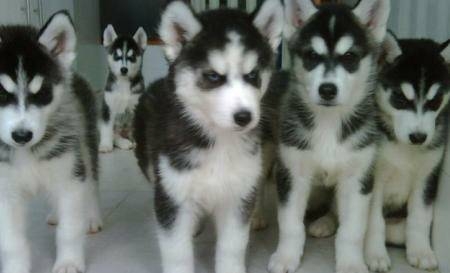 Healthy male and female husky puppies available