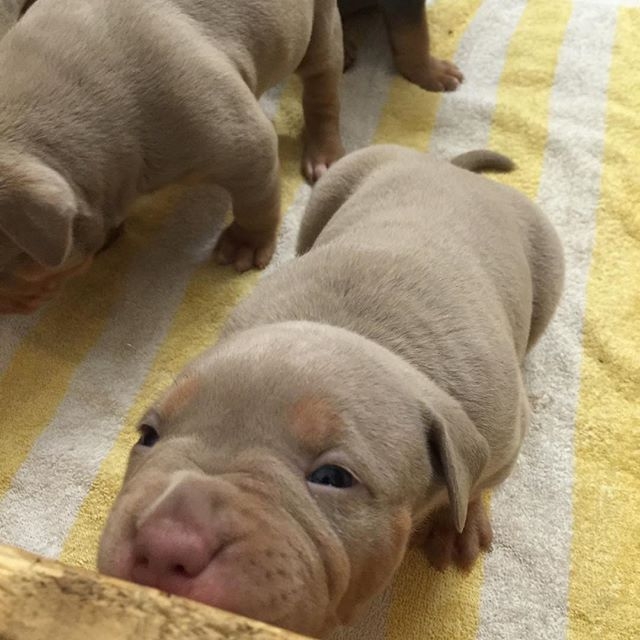 fantastic excellent pitbull puppies looking for a new home