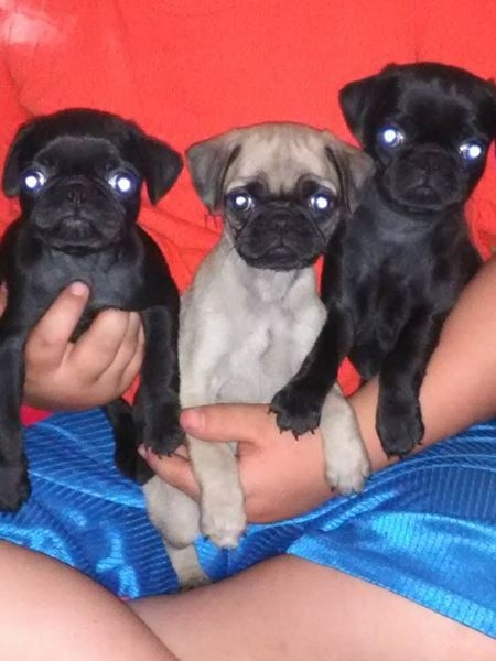 Sweet Lovely Pug Puppies for sale 