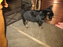I have some 11-12 weeks old Male and Female Yorkie Puppies.