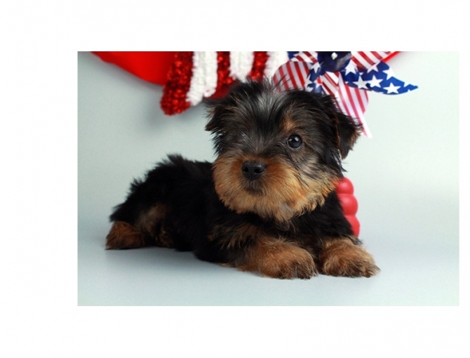 Male and Female Tea cup Yorkie puppies