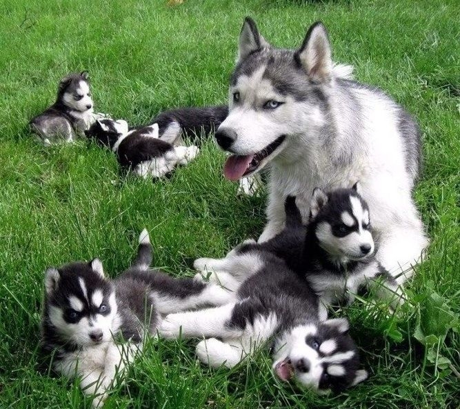 amazing blue eyes pomsky puppies for sale