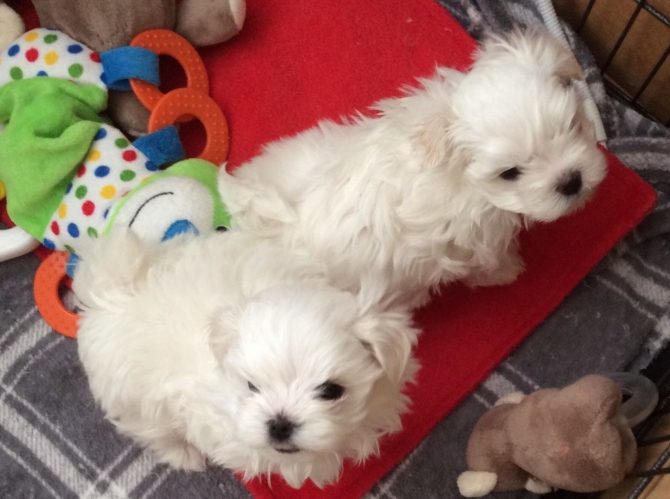 Male And Female Maltese Puppies Available
