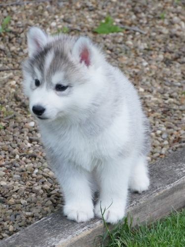 Adorable blue eyes pomsky puppies