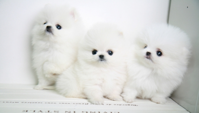 AKC Male Female T-Cup Pomeranian  Puppies Now-832-779-6173