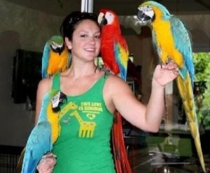 $400 : talking blue and gold macaws
