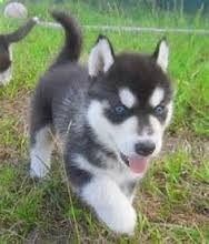 home companion pomsky puppies for sale