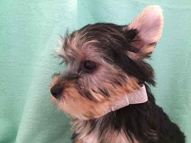 male and female yorkie for sale