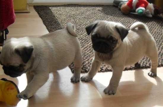 AKC register Male and Female Pug Pug puppies 804 724-5435
