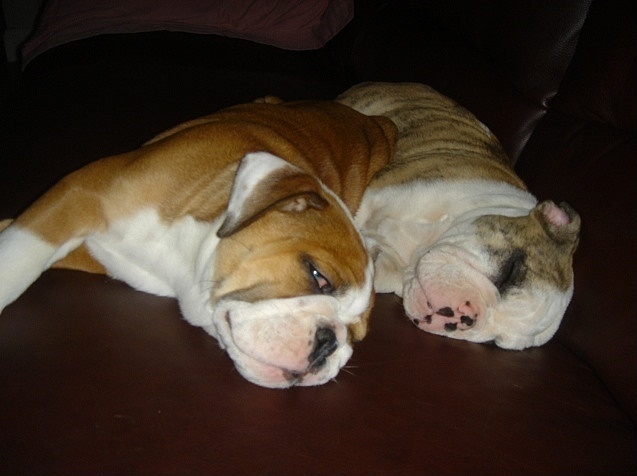 Super Adorable English Bulldog Puppies For Rehoming