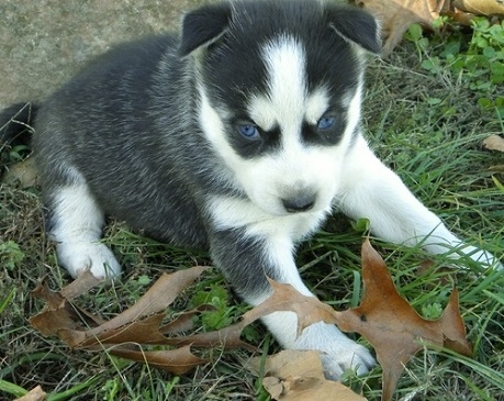 Huskies Puppies ... Male and Female  1  1 FOR X-Mas