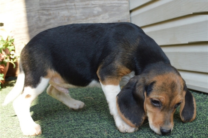 Boy and Girl Male and Beagle Puppies Available.!!-