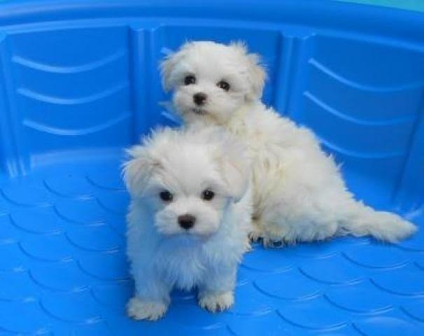 Xmass  Maltese puppies for sale.