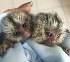 baby marmoset monkeys for adoption 301 690-6186