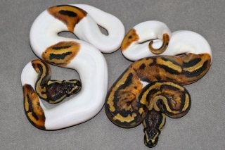 New Babies Albino And Piebald Ball Pythons