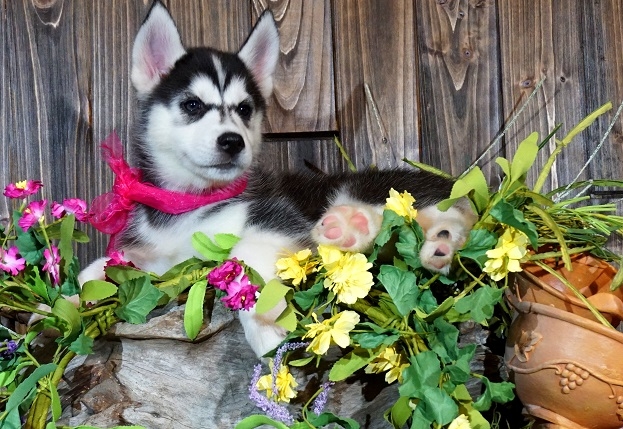 husky puppies male and female available now..
