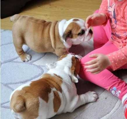 ..Male and female English bulldog Available now..